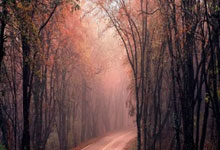 沃夫斯堡对阵拜仁，谁能在德甲赛场占得先机？